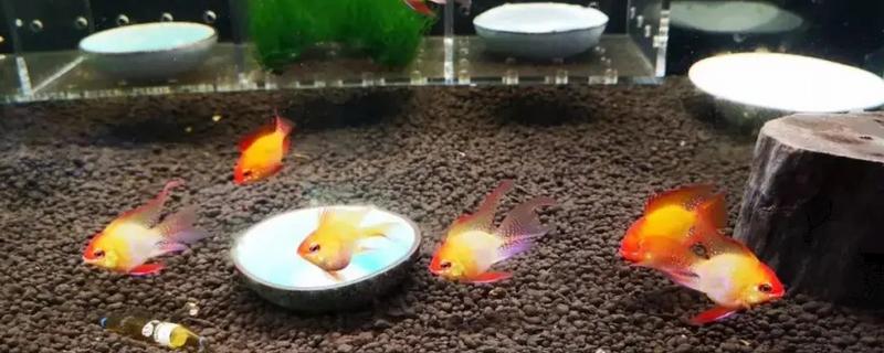 金波子的养殖方法，每周换一次水