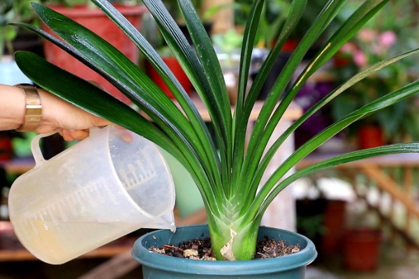 君子兰换盆后浇三天大水的原因，是为了提高植株的成活率