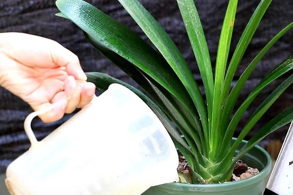 君子兰换盆后浇三天大水的原因，是为了提高植株的成活率