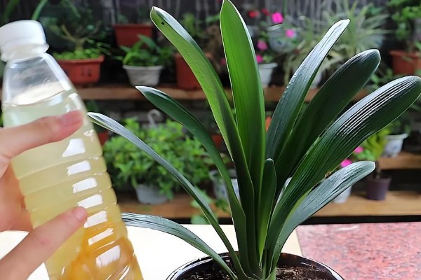 君子兰换盆后浇三天大水的原因，是为了提高植株的成活率