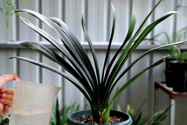 君子兰换盆后浇三天大水的原因，是为了提高植株的成活率