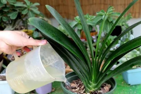 君子兰换盆后浇三天大水的原因，是为了提高植株的成活率