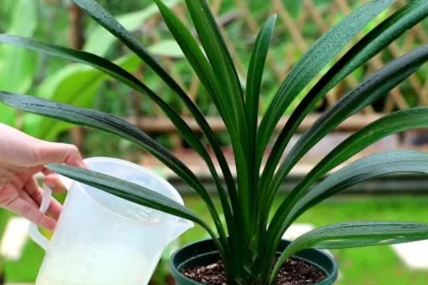 君子兰换盆后浇三天大水的原因，是为了提高植株的成活率