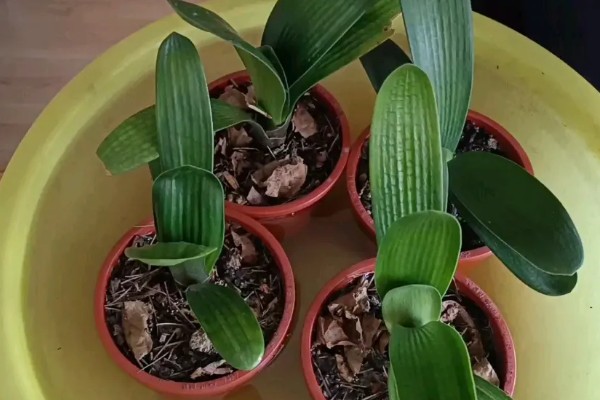 君子兰换盆后浇三天大水的原因，是为了提高植株的成活率