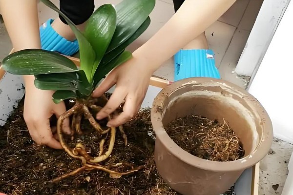 君子兰换盆后浇三天大水的原因，是为了提高植株的成活率