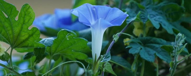 哪些花卉是蓝色，常见勿忘我、牵牛花等品种