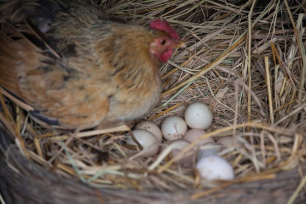 母鸡孵蛋不能离开多长时间,通常跟环境温度有关