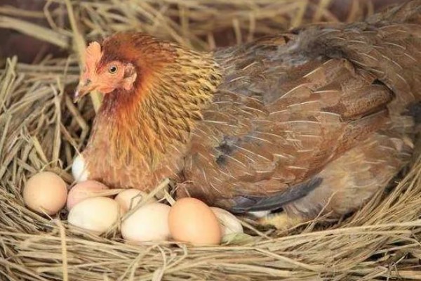 母鸡孵蛋不能离开多长时间,通常跟环境温度有关