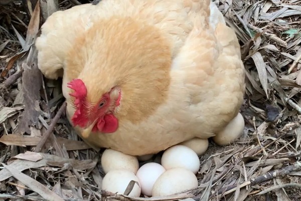 母鸡孵蛋不能离开多长时间,通常跟环境温度有关