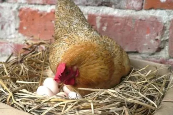 母鸡孵蛋不能离开多长时间,通常跟环境温度有关