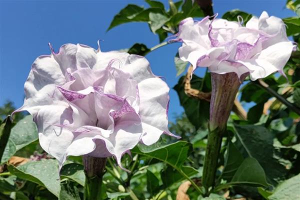 紫色曼陀罗有什么花语，象征阴森恐怖的氛围