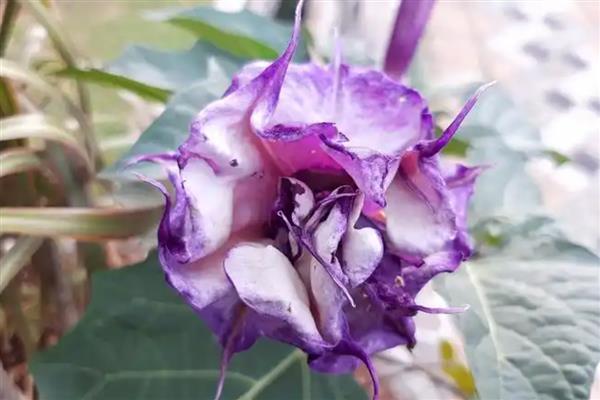 紫色曼陀罗有什么花语，象征阴森恐怖的氛围