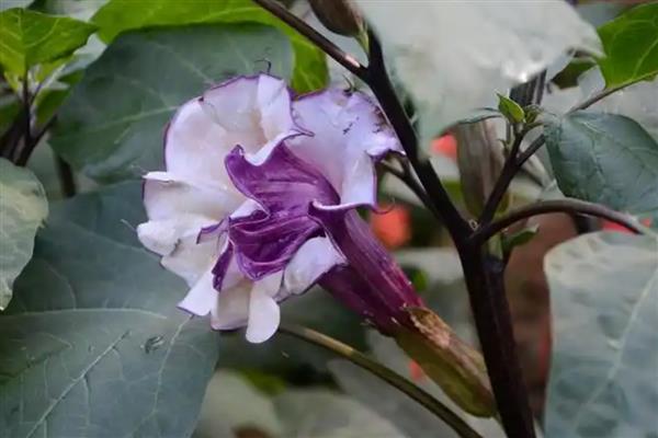 紫色曼陀罗有什么花语，象征阴森恐怖的氛围