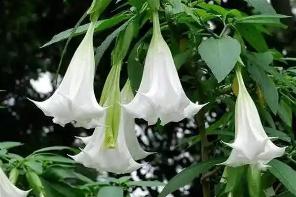 紫色曼陀罗有什么花语，象征阴森恐怖的氛围