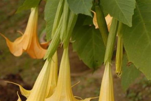 紫色曼陀罗有什么花语，象征阴森恐怖的氛围