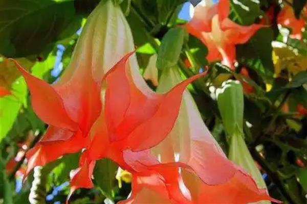 紫色曼陀罗有什么花语，象征阴森恐怖的氛围