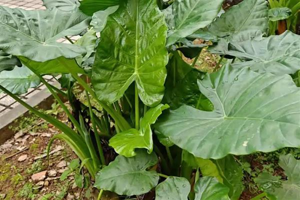 滴水观音烂根原因,一般是过度浇水、土壤不适等因素造成