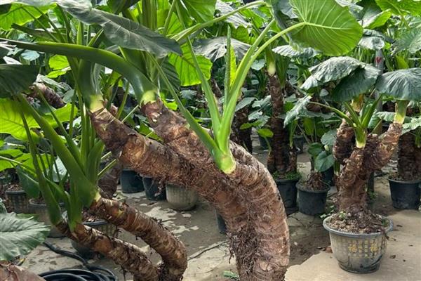 滴水观音烂根原因,一般是过度浇水、土壤不适等因素造成