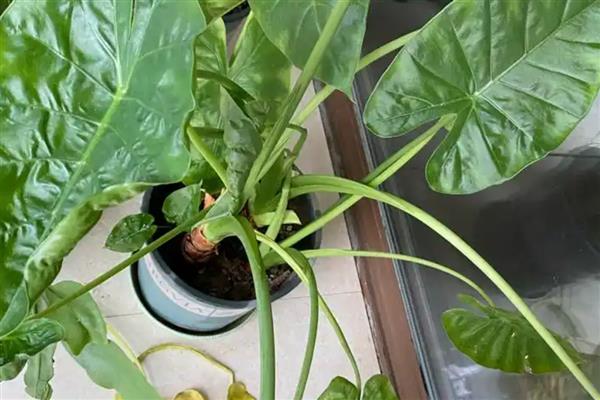 滴水观音烂根原因,一般是过度浇水、土壤不适等因素造成
