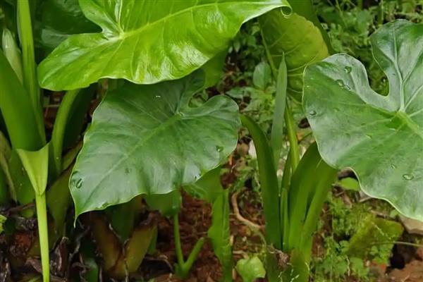 滴水观音烂根原因,一般是过度浇水、土壤不适等因素造成