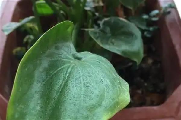 滴水观音烂根原因,一般是过度浇水、土壤不适等因素造成