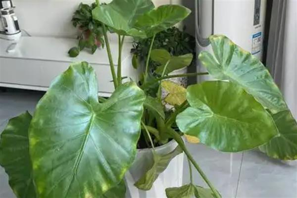 滴水观音烂根原因,一般是过度浇水、土壤不适等因素造成