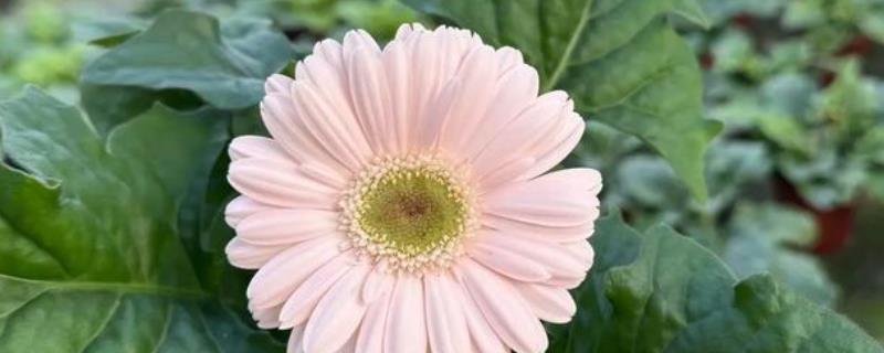 非洲菊的浇水方法，苗期每隔5天左右浇一次