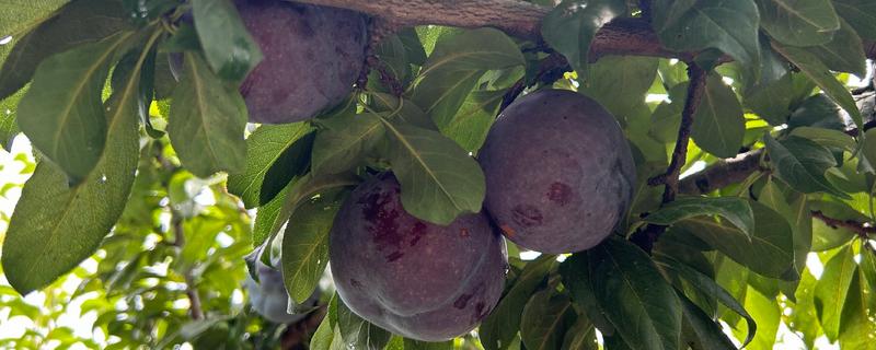 黑布林简介，原产于美国