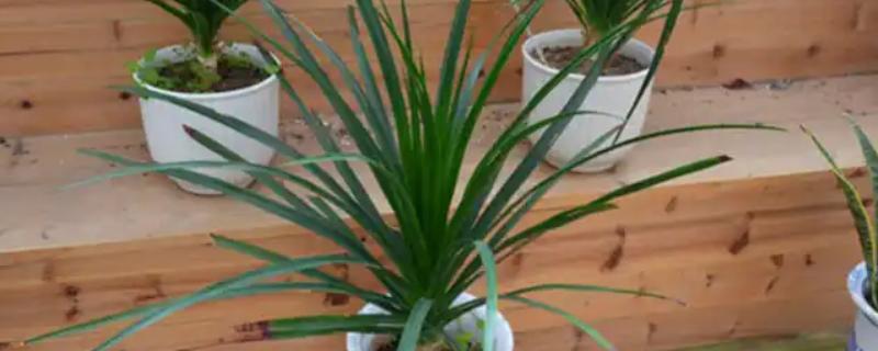 龙血树叶子耷拉下来的原因，可能是光照不足所致