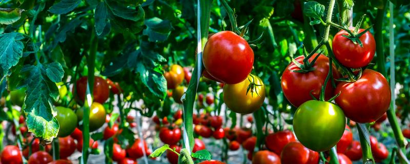 瓜果在什么环境中会更甜，阳光充足时含糖量会增加