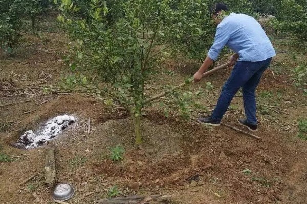 橙花是哪种花,是苦橙花的白色花瓣