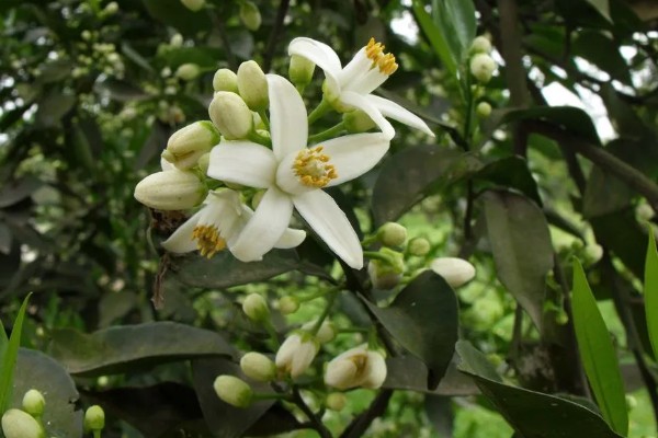 橙花是哪种花,是苦橙花的白色花瓣