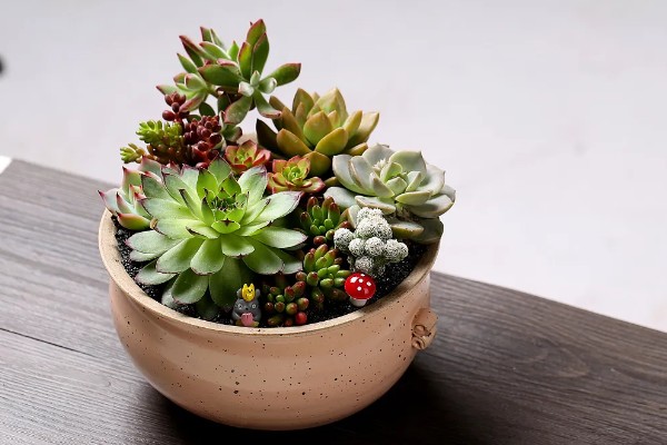 多肉缺水和水多的区别，颜色和叶形均不同