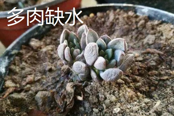 多肉缺水和水多的区别，颜色和叶形均不同