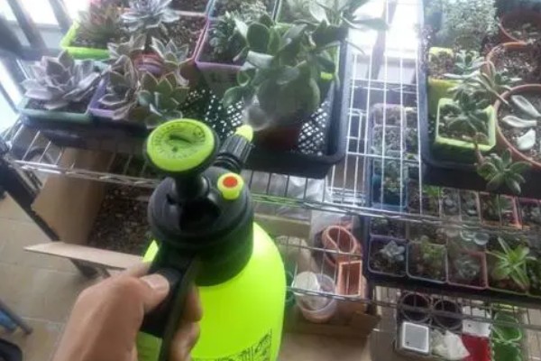 多肉缺水和水多的区别，颜色和叶形均不同