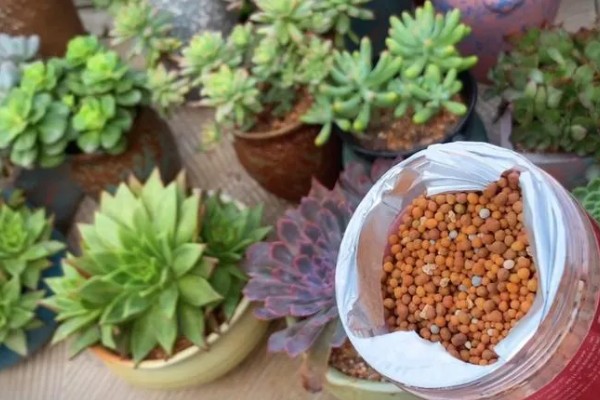 多肉缺水和水多的区别，颜色和叶形均不同