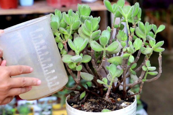 多肉缺水和水多的区别，颜色和叶形均不同