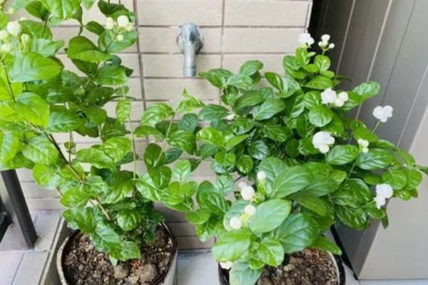 重瓣茉莉的养殖方法，适合生长在较为肥沃的环境中