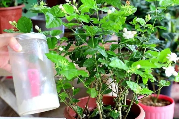 重瓣茉莉的养殖方法，适合生长在较为肥沃的环境中