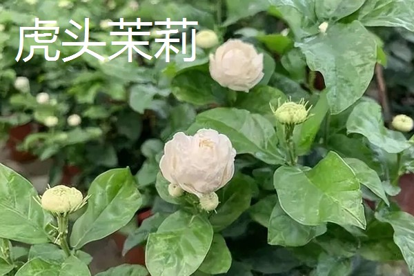 重瓣茉莉的养殖方法，适合生长在较为肥沃的环境中