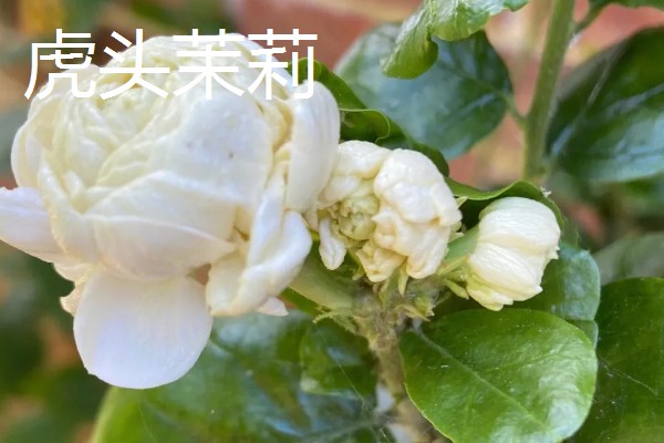 重瓣茉莉的养殖方法，适合生长在较为肥沃的环境中