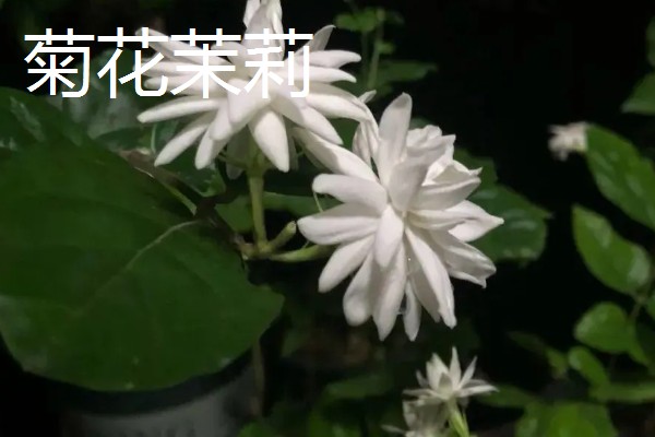 重瓣茉莉的养殖方法，适合生长在较为肥沃的环境中