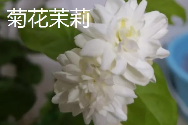 重瓣茉莉的养殖方法，适合生长在较为肥沃的环境中