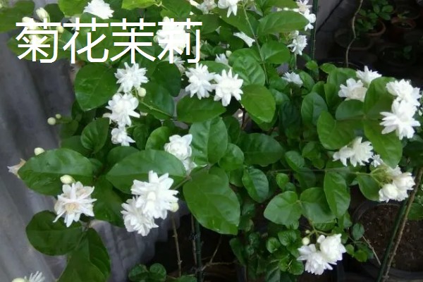 重瓣茉莉的养殖方法，适合生长在较为肥沃的环境中