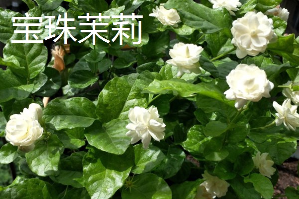 重瓣茉莉的养殖方法，适合生长在较为肥沃的环境中