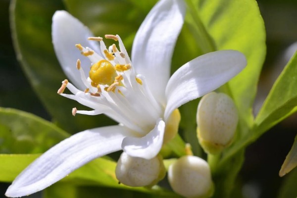 橙花是哪种花,是苦橙花的白色花瓣