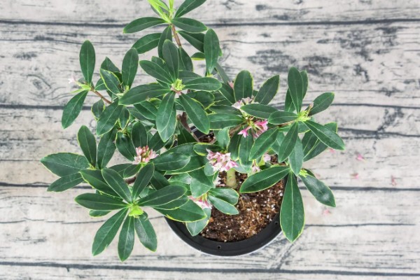 橙花是哪种花,是苦橙花的白色花瓣