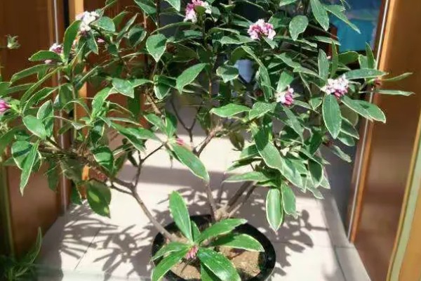 橙花是哪种花,是苦橙花的白色花瓣