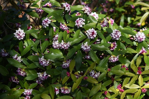 橙花是哪种花,是苦橙花的白色花瓣