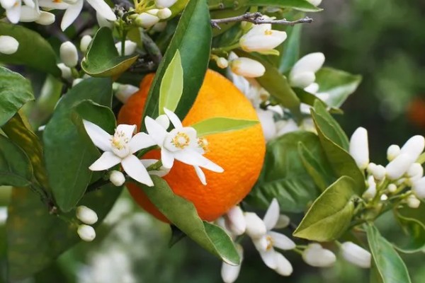 橙花是哪种花,是苦橙花的白色花瓣